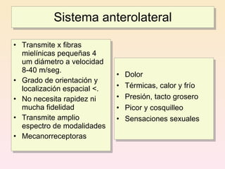 Sistema anterolateral

• Transmite x fibras
  mielínicas pequeñas 4
  um diámetro a velocidad
  8-40 m/seg.
                             •   Dolor
• Grado de orientación y
  localización espacial <.   •   Térmicas, calor y frío
• No necesita rapidez ni     •   Presión, tacto grosero
  mucha fidelidad            •   Picor y cosquilleo
• Transmite amplio           •   Sensaciones sexuales
  espectro de modalidades
• Mecanorreceptoras
 
