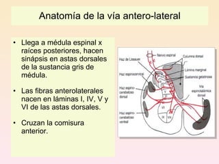 Anatomía de la vía antero-lateral

• Llega a médula espinal x
  raíces posteriores, hacen
  sinápsis en astas dorsales
  de la sustancia gris de
  médula.

• Las fibras anterolaterales
  nacen en láminas I, IV, V y
  VI de las astas dorsales.

• Cruzan la comisura
  anterior.
 