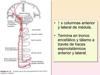 • ↑ x columnas anterior
  y lateral de médula.

• Termina en tronco
  encefálico y tálamo a
  través de haces
  espinotalámicos
  anterior y lateral.
 