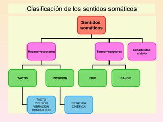 Clasificación de los sentidos somáticos

                                      Sentidos
                                      somáticos



                                                                           Sensibilidad
        Mecanorreceptores                           Termorreceptores
                                                                             al dolor




TACTO                  POSICION              FRIO                  CALOR




             TACTO
            PRESIÓN               ESTATICA
           VIBRACIÓN              CINETICA
          COSQUILLEO
 