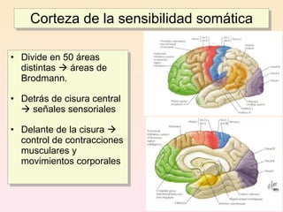 Corteza de la sensibilidad somática

• Divide en 50 áreas
  distintas  áreas de
  Brodmann.

• Detrás de cisura central
   señales sensoriales

• Delante de la cisura 
  control de contracciones
  musculares y
  movimientos corporales
 
