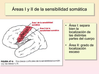 Áreas I y II de la sensibilidad somática


                            • Área I: separa
                              bien la
                              localización de
                              las distintas
                              partes del cuerpo
                            • Área II: grado de
                              localización
                              escaso
 