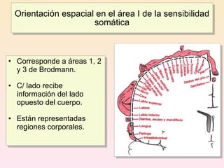 Orientación espacial en el área I de la sensibilidad
                     somática



• Corresponde a áreas 1, 2
  y 3 de Brodmann.

• C/ lado recibe
  información del lado
  opuesto del cuerpo.

• Están representadas
  regiones corporales.
 
