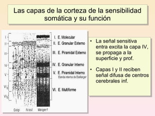 Las capas de la corteza de la sensibilidad
         somática y su función


                         • La señal sensitiva
                           entra excita la capa IV,
                           se propaga a la
                           superficie y prof.

                         • Capas I y II reciben
                           señal difusa de centros
                           cerebrales inf.
 