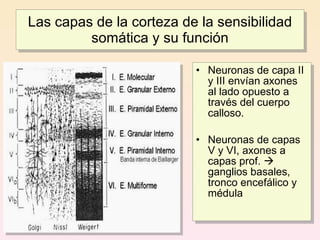 Las capas de la corteza de la sensibilidad
         somática y su función

                          • Neuronas de capa II
                            y III envían axones
                            al lado opuesto a
                            través del cuerpo
                            calloso.

                          • Neuronas de capas
                            V y VI, axones a
                            capas prof. 
                            ganglios basales,
                            tronco encefálico y
                            médula
 
