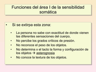Funciones del área I de la sensibilidad
                  somática

•       Si se extirpa esta zona:

    •     La persona no sabe con exactitud de donde vienen
          las diferentes sensaciones del cuerpo,
    •     No percibe los grados críticos de presión.
    •     No reconoce el peso de los objetos.
    •     No determina x el tacto la forma y configuración de
          los objetos  asterognosia
    •     No conoce la textura de los objetos.
 