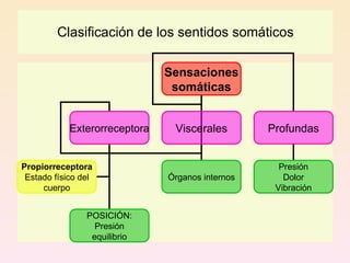 Clasificación de los sentidos somáticos

                               Sensaciones
                                somáticas


            Exterorreceptora    Viscerales        Profundas


Propiorreceptora                                    Presión
 Estado físico del             Órganos internos      Dolor
     cuerpo                                        Vibración


                POSICIÓN:
                  Presión
                 equilibrio
 
