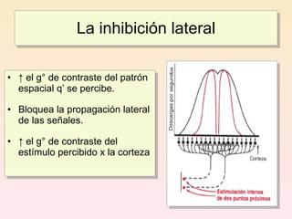 La inhibición lateral

• ↑ el g° de contraste del patrón
  espacial q’ se percibe.

• Bloquea la propagación lateral
  de las señales.

• ↑ el g° de contraste del
  estímulo percibido x la corteza
 