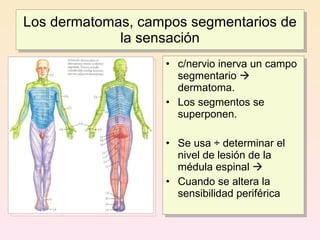 Los dermatomas, campos segmentarios de
             la sensación
                   • c/nervio inerva un campo
                     segmentario 
                     dermatoma.
                   • Los segmentos se
                     superponen.

                   • Se usa ÷ determinar el
                     nivel de lesión de la
                     médula espinal 
                   • Cuando se altera la
                     sensibilidad periférica
 