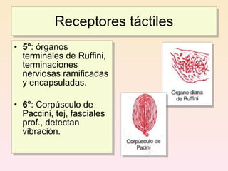 Receptores táctiles
• 5°: órganos
  terminales de Ruffini,
  terminaciones
  nerviosas ramificadas
  y encapsuladas.

• 6°: Corpúsculo de
  Paccini, tej, fasciales
  prof., detectan
  vibración.
 