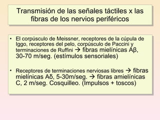 Transmisión de las señales táctiles x las
      fibras de los nervios periféricos

• El corpúsculo de Meissner, receptores de la cúpula de
  Iggo, receptores del pelo, corpúsculo de Paccini y
  terminaciones de Ruffini  fibras mielínicas Aβ,
  30-70 m/seg. (estímulos sensoriales)

• Receptores de terminaciones nerviosas libres  fibras
  mielínicas Aδ, 5-30m/seg.  fibras amielínicas
  C, 2 m/seg. Cosquilleo. (Impulsos + toscos)
 