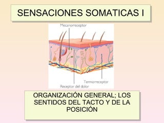 SENSACIONES SOMATICAS I




  ORGANIZACIÓN GENERAL; LOS
  SENTIDOS DEL TACTO Y DE LA
          POSICIÓN
 