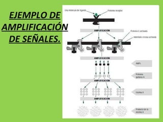 EJEMPLO DE AMPLIFICACIÓN DE SEÑALES. 