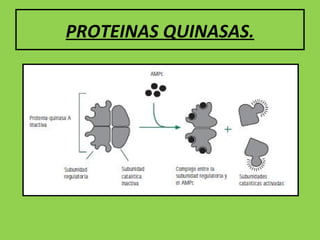 PROTEINAS QUINASAS.