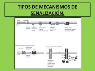 TIPOS DE MECANISMOS DE SEÑALIZACIÓN.