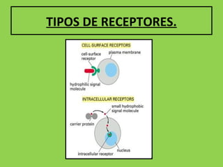 TIPOS DE RECEPTORES.