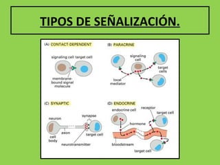TIPOS DE SEÑALIZACIÓN.