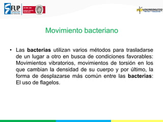 Movimiento bacteriano
• Las bacterias utilizan varios métodos para trasladarse
de un lugar a otro en busca de condiciones favorables:
Movimientos vibratorios, movimientos de torsión en los
que cambian la densidad de su cuerpo y por último, la
forma de desplazarse más común entre las bacterias:
El uso de flagelos.

 