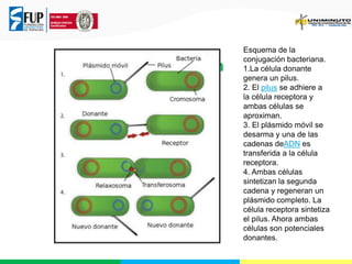 Conjugación

Esquema de la
conjugación bacteriana.
1.La célula donante
genera un pilus.
2. El pilus se adhiere a
la célula receptora y
ambas células se
aproximan.
3. El plásmido móvil se
desarma y una de las
cadenas deADN es
transferida a la célula
receptora.
4. Ambas células
sintetizan la segunda
cadena y regeneran un
plásmido completo. La
célula receptora sintetiza
el pilus. Ahora ambas
células son potenciales
donantes.

 