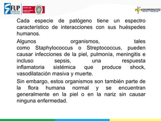 Cada especie de patógeno tiene un espectro
característico de interacciones con sus huéspedes
humanos.
Algunos
organismos,
tales
como Staphylococcus o Streptococcus, pueden
causar infecciones de la piel, pulmonía, meningitis e
incluso
sepsis,
una
respuesta
inflamatoria
sistémica
que
produce
shock,
vasodilatación masiva y muerte.
Sin embargo, estos organismos son también parte de
la flora humana normal y se encuentran
generalmente en la piel o en la nariz sin causar
ninguna enfermedad.

 