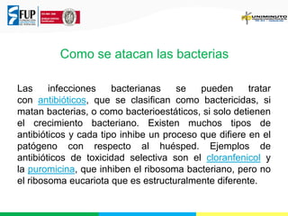 Como se atacan las bacterias
Las
infecciones
bacterianas
se
pueden
tratar
con antibióticos, que se clasifican como bactericidas, si
matan bacterias, o como bacterioestáticos, si solo detienen
el crecimiento bacteriano. Existen muchos tipos de
antibióticos y cada tipo inhibe un proceso que difiere en el
patógeno con respecto al huésped. Ejemplos de
antibióticos de toxicidad selectiva son el cloranfenicol y
la puromicina, que inhiben el ribosoma bacteriano, pero no
el ribosoma eucariota que es estructuralmente diferente.

 