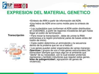 EXPRESION DEL MATERIAL GENETICO

Transcripción

•Síntesis de ARN a partir de información del ADN.
•Una hebra de ADN sirve como molde para la síntesis de
ARN.
• Los nucleotidos que conforman el ADN están distribuidos
en CODONES, a partir de regiones iniciadoras del gen hasta
llegar al codón de terminación.
• Para iniciar la transcripción , debe de unirse la RNA
polimerasa a la región promotora( pares de bases antes del
codón de inicio).
• Cada codón determina un aminoácido y la secuencia
dentro de la proteina que se va a traducir.
• Los genes pueden estar organizados de varias maneras;
Operones ( grupos de uno o más genes estructurales).Se
transcriben siempre que haya algo en el ambiente que
"alerta" de su necesidad, con lo cual existen proteínas
represoras y también inductoras que regulan estos genes.
Islas de patogenicidad ( agrupación de genes de
virulencia).

 