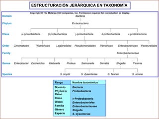 ESTRUCTURACIÓN JERÁRQUICA EN TAXONOMÍA

Rango

Nombre taxonómico

Dominio
Phylum o
Reino
Clase
Orden
Familia
Género
Especie

Bacteria
Proteobacteria
γ-Proteobacteria
Enterobacteriales
Enterobacteriaceae
Shigella
S. dysenteriae

 