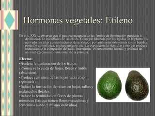 Hormonas vegetales: Etileno
En el s. XIX se observó que el gas que escapaba de las farolas de iluminación producía la
defoliación de los árboles de las calles. Es un gas liberado por los tejidos de la planta. Es
activado por altas concentraciones de auxinas, o por ambientes estresantes como heridas,
polución atmosférica, encharcamiento, etc. La exposición de plántulas a ese gas produce
reducción de la elongación del tallo, incrementa el crecimiento lateral, y produce un
anormal crecimiento horizontal de la plántula.
Efectos:
Acelera la maduración de los frutos.
Promueve la caída de hojas, flores y frutos
(abscisión).
Produce curvatura de las hojas hacia abajo
(epinastia).
Induce la formación de raíces en hojas, tallos y
pedúnculos florales.
Induce la feminidad en flores de plantas
monoicas (las que tienen flores masculinas y
femeninas sobre el mismo individuo).
 
