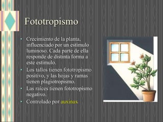 Fototropismo
• Crecimiento de la planta,
influenciado por un estímulo
luminoso. Cada parte de ella
responde de distinta forma a
este estímulo.
• Los tallos tienen fototropismo
positivo, y las hojas y ramas
tienen plagiotropismo.
• Las raíces tienen fototropismo
negativo.
• Controlado po auxina .
 