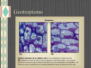 Geotropismo
 