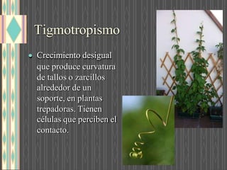 Tigmotropismo
 Crecimiento desigual
que produce curvatura
de tallos o zarcillos
alrededor de un
soporte, en plantas
trepadoras. Tienen
células que perciben el
contacto.
 