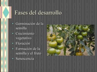 Fases del desarrollo
• Germinación de la
semilla
• Crecimiento
vegetativo
• Floración
• Formación de la
semilla y el fruto
• Senescencia
 