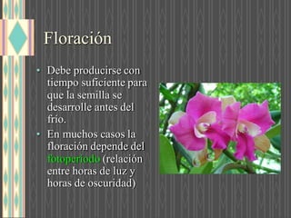 Floración
• Debe producirse con
tiempo suficiente para
que la semilla se
desarrolle antes del
frío.
• En muchos casos la
floración depende del
fotoperíod (relación
entre horas de luz y
horas de oscuridad)
 