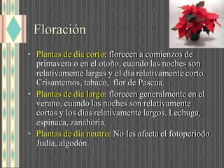 Floración
• Plantas de día cort : florecen a comienzos de
primavera o en el otoño, cuando las noches son
relativamente largas y e dí relativament corto.
Crisantemos tabaco, flor de Pascua.
• Plantas de día larg : florecen generalmente en el
verano, cuando las noches son relativamente
cortas y los días relativamente largos. Lechuga,
espinaca, zanahoria.
• Plantas de día neutr : No les afecta el fotoperiodo.
Judía, algodón.
 