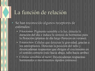 La función de relación
• Se han reconocido algunos receptores de
estímulos:
• Fitocrom : Pigmento sensible a la luz, detecta la
duración del día e induce la síntesis de hormonas para
la floración (plantas de día largo florecen en verano).
• Estatocito : Células que detectan la gravedad, gracias a
los amiloplastos. Detectan la posición del tallo y
desencadenan respuestas que dirigen el crecimiento en
el sentido correcto (raíz hacia abajo, tallo hacia arriba)
• Células sensibles al tact : Desencadenan respuestas
hormonales o movimientos rápidos (mimosa)
 