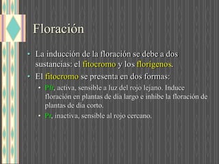 Floración
• La inducción de la floración se debe a dos
sustancias: e fitocromo y lo florígeno .
• E fitocromo se presenta en dos formas:
• P , activa, sensible a luz del rojo lejano. Induce
floración en plantas de día largo e inhibe la floración de
plantas de día corto.
• P , inactiva, sensible al rojo cercano.
 