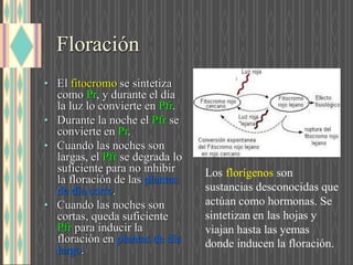 Floración
• E fitocrom se sintetiza
com P , y durante el día
la luz lo convierte en P .
• Durante la noche e Pf se
convierte en P .
• Cuando las noches son
largas, e Pf se degrada lo
suficiente para no inhibir
la floración de la plantas
de día cort .
• Cuando las noches son
cortas, queda suficiente
Pf para inducir la
floración en plantas de día
larg .
Los florígenos son
sustancias desconocidas que
actúan como hormonas. Se
sintetizan en las hojas y
viajan hasta las yemas
donde inducen la floración.
 