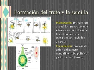 Formación del fruto y la semilla
• Polinizació : proceso por
el cual los granos de polen
situados en las anteras de
los estambres, son
transportados hacia los
carpelos.
• Fecundació : proceso de
unión del gameto
masculino (tubo polínico)
y el femenino (óvulo)
 