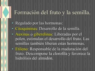 Formación del fruto y la semilla.
• Regulado por las hormonas:
• Citoquinina : Desarrollo de la semilla.
• Auxina giberelina : Liberadas por el
polen, estimulan el desarrollo del fruto. Las
semillas también liberan estas hormonas.
• Etilen : Responsable de la maduración del
fruto. Descompone la clorofila y favorece la
hidrólisis del almidón.
 