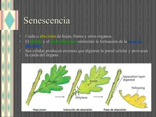 Senescencia
• Caída abscisión de hojas, frutos y otros órganos.
• E etilen y e ácido abscísico estimulan la formación de la zona de
abscisió .
• Sus células producen enzimas que digieren la pared celular y provocan
la caída del órgano.
 