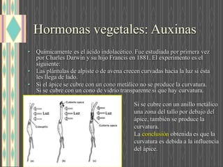 Hormonas vegetales: Auxinas
• Químicamente es el ácido indolacético. Fue estudiada por primera vez
por Charles Darwin y su hijo Francis en 1881. El experimento es el
siguiente:
• Las plántulas de alpiste o de avena crecen curvadas hacia la luz si ésta
les llega de lado.
• Si el ápice se cubre con un cono metálico no se produce la curvatura.
Si se cubre con un cono de vidrio transparente sí que hay curvatura.
Si se cubre con un anillo metálico
una zona del tallo por debajo del
ápice, también se produce la
curvatura.
L conclusió obtenida es que la
curvatura es debida a la influencia
del ápice.
 