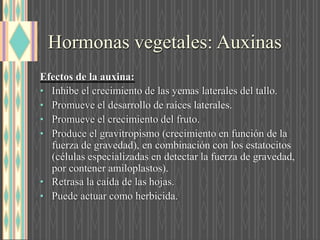 Hormonas vegetales: Auxinas
Efectos de la auxina:
• Inhibe el crecimiento de las yemas laterales del tallo.
• Promueve el desarrollo de raíces laterales.
• Promueve el crecimiento del fruto.
• Produce el gravitropismo (crecimiento en función de la
fuerza de gravedad), en combinación con los estatocitos
(células especializadas en detectar la fuerza de gravedad,
por contener amiloplastos).
• Retrasa la caída de las hojas.
• Puede actuar como herbicida.
 