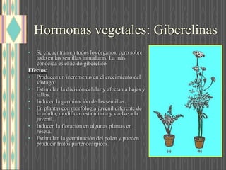 Hormonas vegetales: Giberelinas
• Se encuentran en todos los órganos, pero sobre
todo en las semillas inmaduras. La más
conocida es el ácido giberélico.
Efectos:
• Producen un incremento en el crecimiento del
vástago.
• Estimulan la división celular y afectan a hojas y
tallos.
• Inducen la germinación de las semillas.
• En plantas con morfología juvenil diferente de
la adulta, modifican esta última y vuelve a la
juvenil.
• Inducen la floración en algunas plantas en
roseta.
• Estimulan la germinación del polen y pueden
producir frutos partenocárpicos.
 