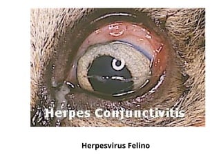 Herpesvirus Felino
 