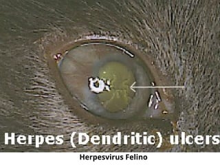 Herpesvirus Felino
 