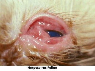 Herpesvirus Felino
 