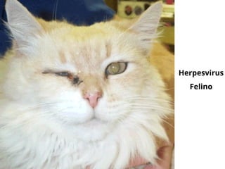 Herpesvirus
Felino
 