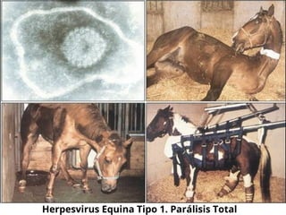 Herpesvirus Equina Tipo 1. Parálisis Total
 