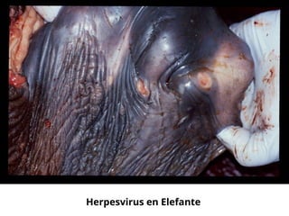 Herpesvirus en Elefante
 
