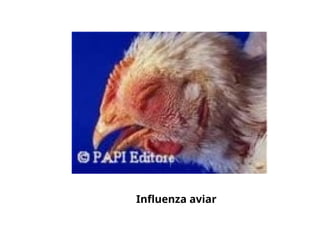 Influenza aviar
 